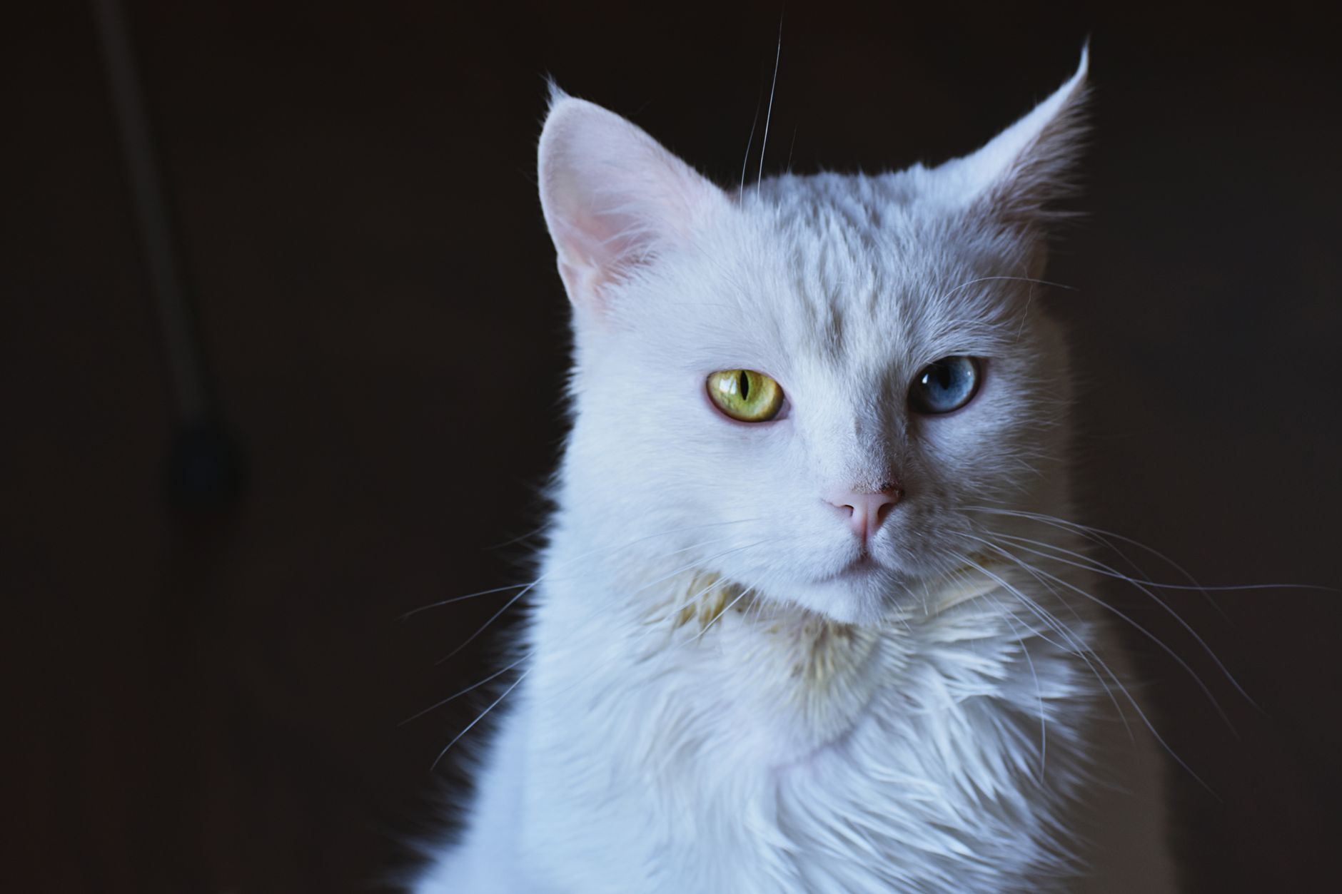 Stunning close-up of a white cat with striking heterochromia eyes. — Navigating Canada's Online Cannabis Dispensary System
